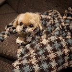 Un Silky Tzu au pelage tricolore, allongé dans un canapé et portant un couverture
