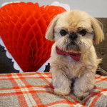 Un Silky Tzu au pelage tricolore, assis sur  un canapé et portant un noeud au cou