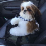 Un Silky Tzu au pelage bicolore, assis dans un sac sur le siège d'une voiture