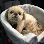 Un Silky Tzu au pelage tricolore, assis dans une couchette pour chien sur le siège d'un véhicule