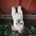 Un Silky Tzu au pelage tricolore, debout sur ses pattes arrières et regardant vers la caméra 