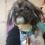 Un Silky Tzu assis entre les mains d'une personne, portant un foulard et un collier au cou