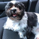 Un Silky Tzu assis sur le siège d'un véhicule, et ayant la gueule légèrement ouverte