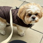 Un Silky Tzu au pelage bicolore, portant un manteau et qui est tenu en laisse