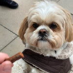 Un Silky Tzu au pelage tricolore, portant un manteau et debout sur ses pattes arrières