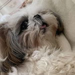 Un Silky Tzu au pelage tricolore, allongé sur une couverture et tirant légèrement la langue