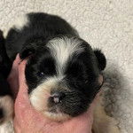 Un Silky Tzu au pelage tricolore, ayant sa tête tenu dans les mains d'une personne