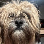 Un Silky Tzu au pelage tricolore, faisant face à la caméra les yeux fermées