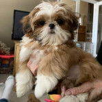 Un Silky Tzu au pelage bicolore, tenu dans les bras d'une personne