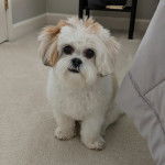 Un Silky Tzu au pelage bicolore, assis sur un tapis et montrant légèrement ses crocs