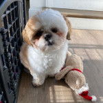 Un Silky Tzu au pelage bicolore, assis sur un plancher en bois à côté d'une peluche