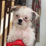 Un Silky Tzu au pelage tricolore, regardant la caméra