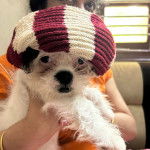 Un Silky Tzu au pelage blanc, tenu dans les mains d'une personne et portant un foulard sur la tête