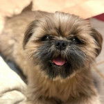 Un Silky Tzu au pelage bicolore, regardant la caméra et ayant la gueule légèrement ouverte