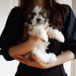 Un Silky Tzu au pelage tricolore, tenu dans les mains d'une femme