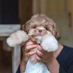 Un Silky Tzu au pelage bicolore, tenu dans les mains d'une personne et regardant la caméra