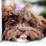 Photo montrant la face d'un Silky Tzu portant un noeud sur la tête et tirant légèrement la langue