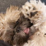 Un Silky Tzu au pelage tricolore, ayant la gueule légèrement ouverte