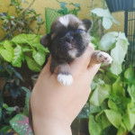 Gros plan d'un Silky Tzu au pelage tricolore, tenu dans les mains d'une personne 