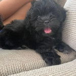 Un Silky Tzu au pelage noir, allongé dans un canapé et ayant la gueule légèrement ouverte