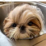 Un Silky Tzu au pelage tricolore, dans un évier