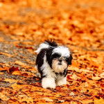 Gros plan d'un Silky Tzu au pelage tricolore, marchant sur un terrain remplie de feuilles mortes