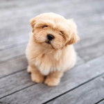 Gros plan d'un Silky Tzu au pelage bicolore, assis sur un plancher en bois et regardant la caméra 