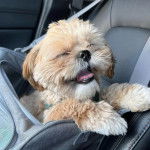 Un Silky Tzu assis dans un sac, sur le siège d'un véhicule, et ayant la gueule légèrement ouverte