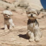 Gros plan de deux Silky Tzu aux pelages bicolores, assis sur une roche et portant chacun un collier
