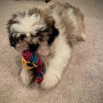 Un Silky Tzu au pelage tricolore, allongé sur un tapis et tenant dans sa gueule une peluche