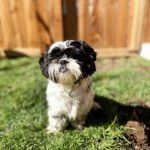 Gros plan d'un Silky Tzu au pelage tricolore, assis sur une surface herbacée