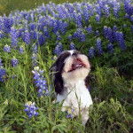 Un Silky Tzu au pelage bicolore,  assis dans un jardin et ayant la gueule ouverte