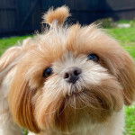 Gros plan d'un Silky Tzu au pelage bicolore, regardant la caméra