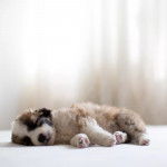 Gros plan d'un Silky Tzu au pelage tricolore, allongé sur un tissu blanc et semblant dormir