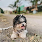 Gros plan d'un Silky Tzu au pelage tricolore  allongé sur une surface sableuse, et portant un foulard au cou