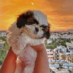 Gros plan d'un Silky Tzu au pelage tricolore,  tenu dans les mains d'une personne