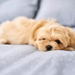 Un Silky Tzu au pelage unicolore, allongé dans un canapé et regardant la caméra