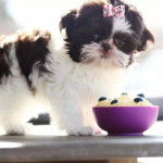 Gros plan d'un Silky Tzu au pelage bicolore, debout sur une table devant un bol contenant un repas