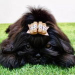 Un Silky Tzu au pelage bicolore, allongé sur une surface gazonné et portant un noeud sur la tête