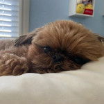 Un Silky Tzu au pelage unicolore, allongé sur une couverture et regardant la caméra