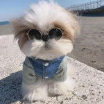 Un Silky Tzu au pelage bicolore, assis  sur  tapis, portant des verres et un habit