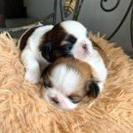 Deux Silky Tzu aux pelages tricolores, allongées sur une touffe de poils et semblant dormir