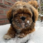 Un Silky Tzu allongé sur une surface enneigé et ayant un peu de neige sur la face