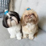 Deux Silky Tzu aux pelages tricolores, assis dans un canapé et portant chacun un noeud sur la tête