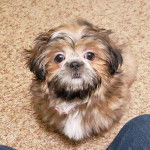Un Silky Tzu au pelage bicolore, assis sur un tapis et regardant la caméra