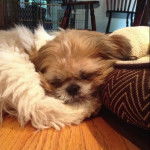 Un Silky Tzu allongé sur une couchette pour chien et semblant dormir