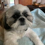 Un Silky Tzu au pelage tricolore, allongé sur une couverture et regardant la caméra