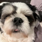 Un Silky Tzu au pelage tricolore, regardant la caméra et ayant la gueule légèrement ouverte