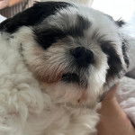 Un Silky Tzu au pelage tricolore, allongé sur une couverture et se faisant caresser la fourrure 