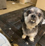Un Silky Tzu au pelage tricolore, assis sur une table et montrant ses crocs